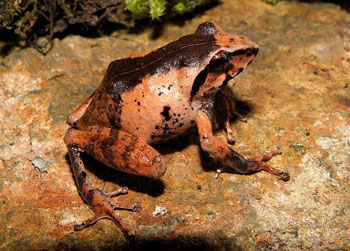 树蛙科 Rhacophoridae 蓝色动物学